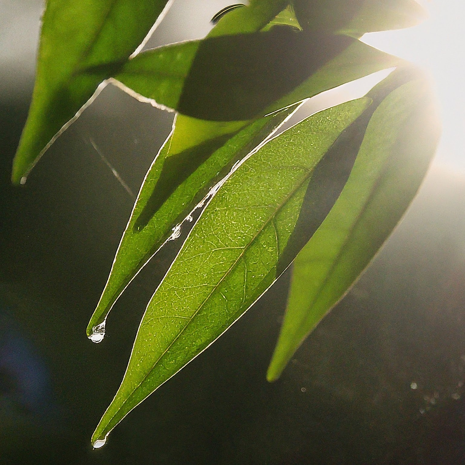 Sunlight through leaves